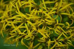 Ligularia amplexicaulis